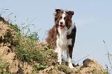 BORDER COLLIE 546